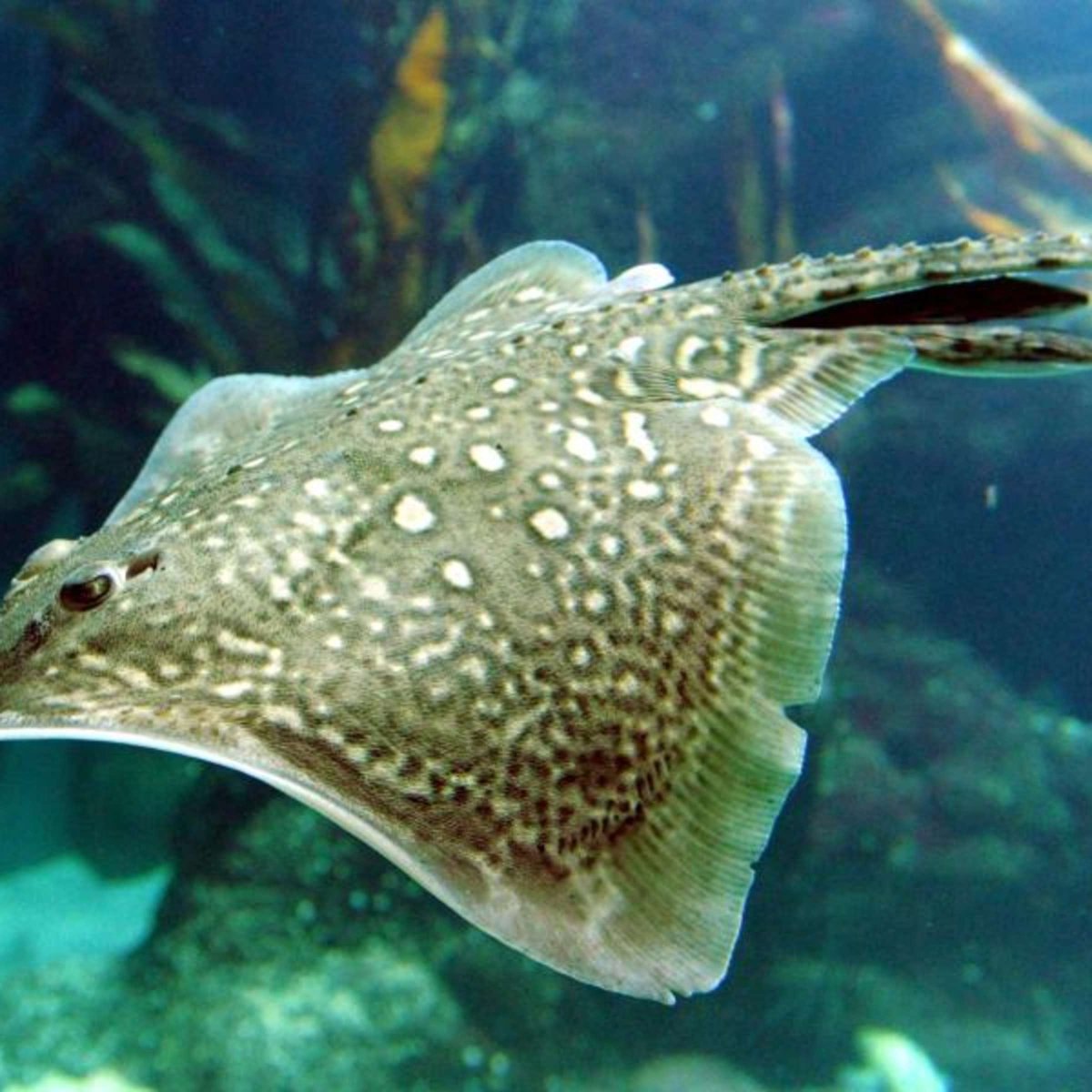 Raja clavata морская лисица