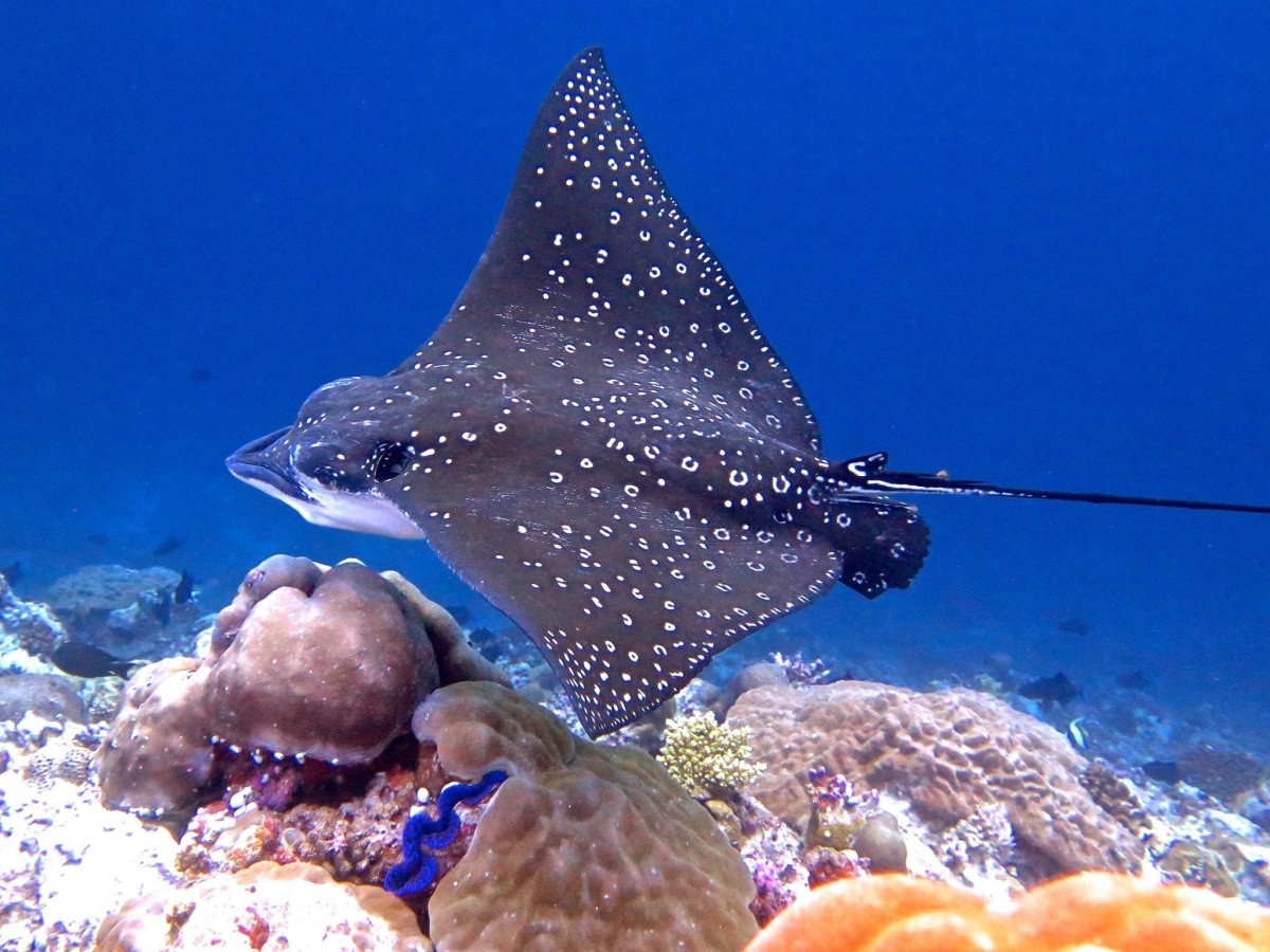Скат орляк пятнистый