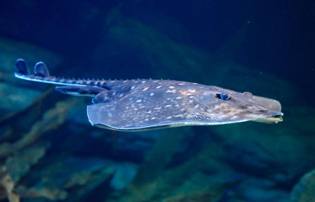 Морская лисица черное море