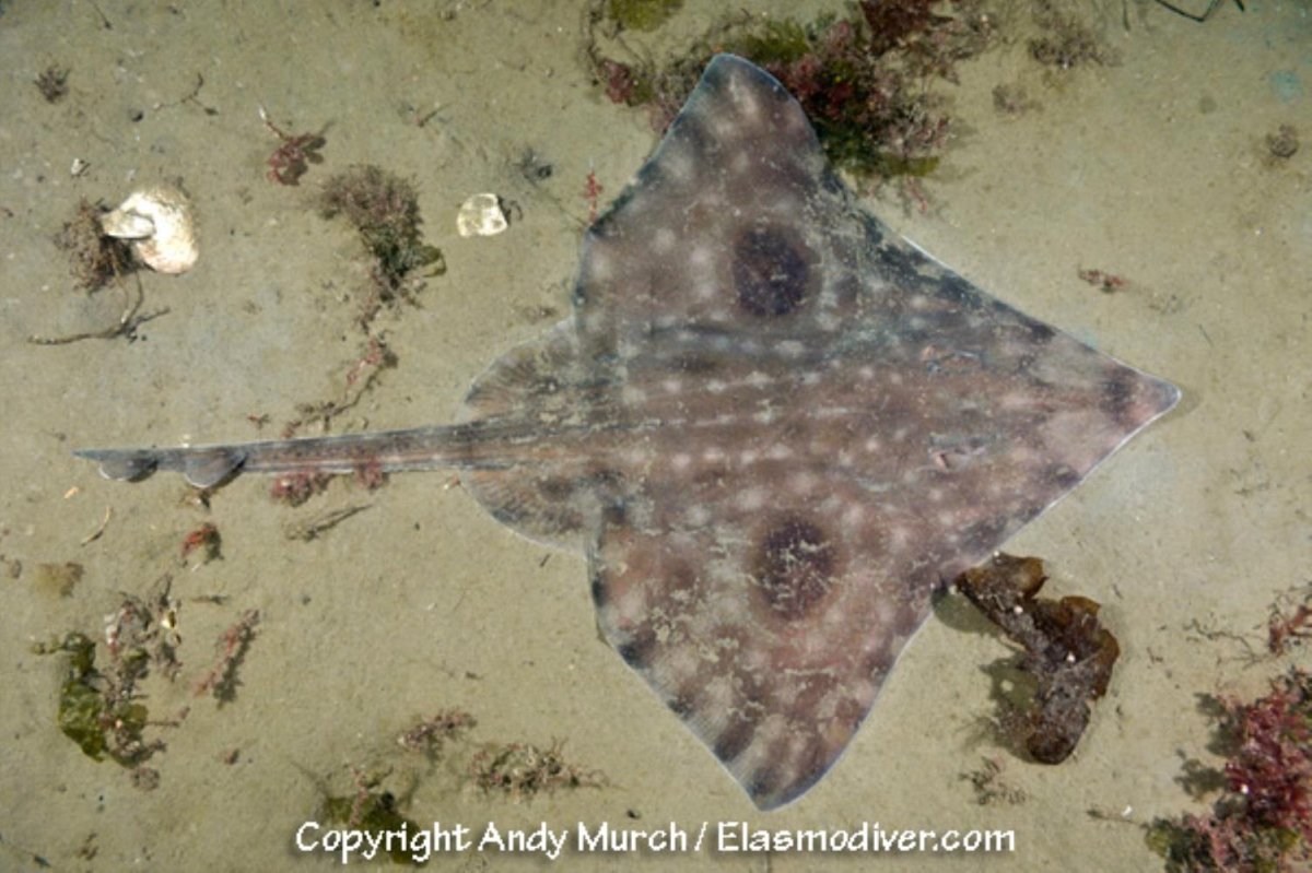 Ромбовидный Скат