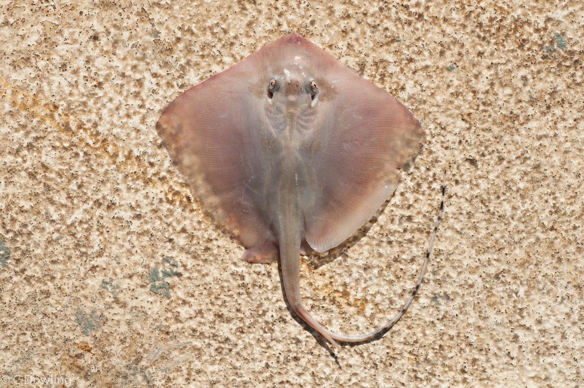 Гребнехвостый хвостокол