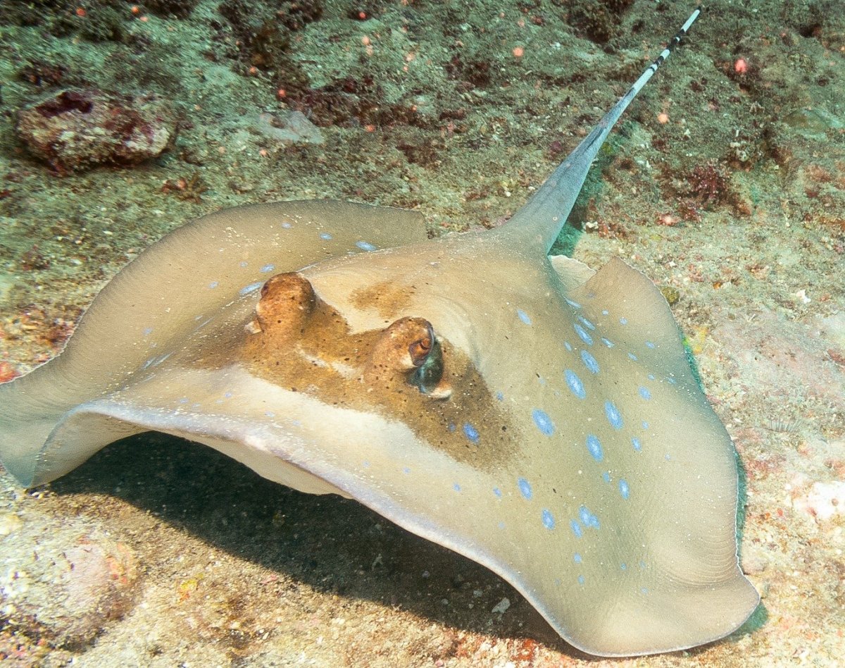 Скат хвостокол