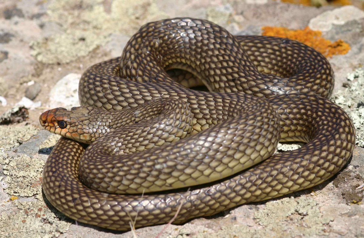 Каспийский полоз (Dolichophis caspius)
