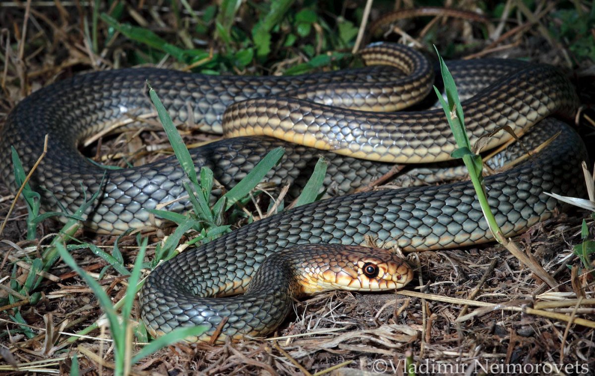 Полоз змея желтобрюхий