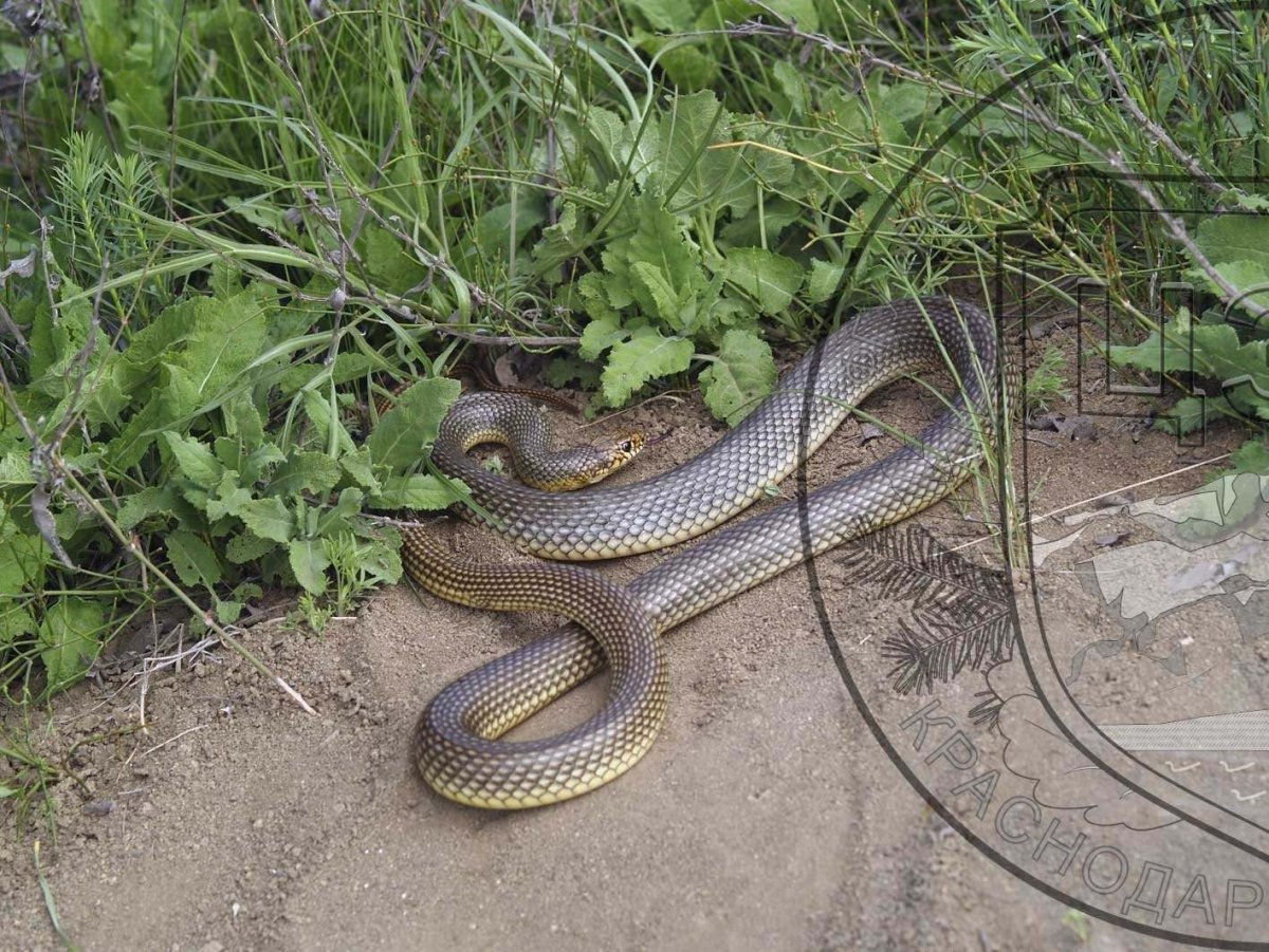 Желтобрюхий полоз