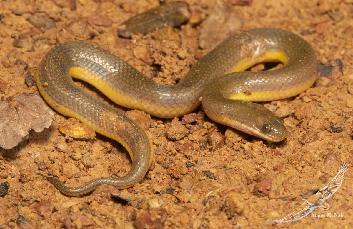 Желтобрюхий полоз Крымский