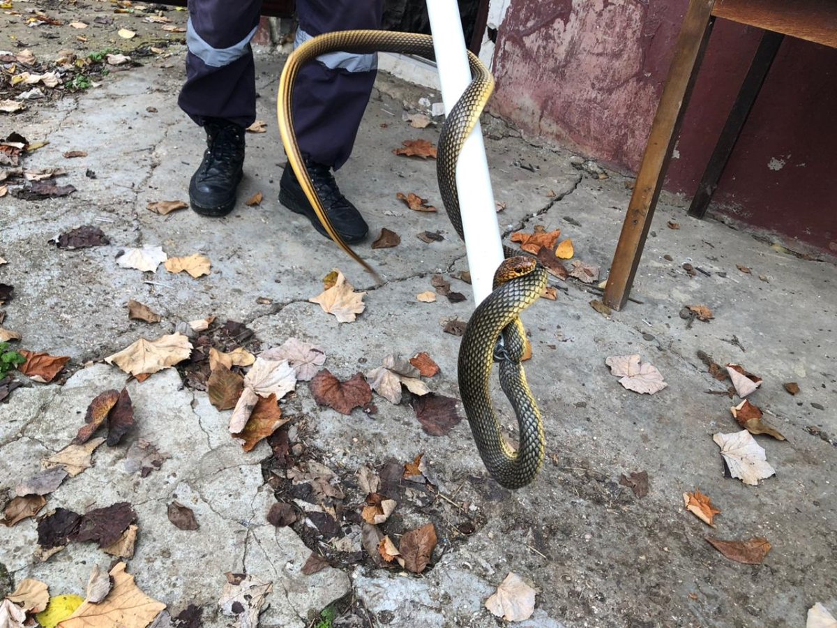 Желтобрюх змея в Краснодарском крае в Крымске