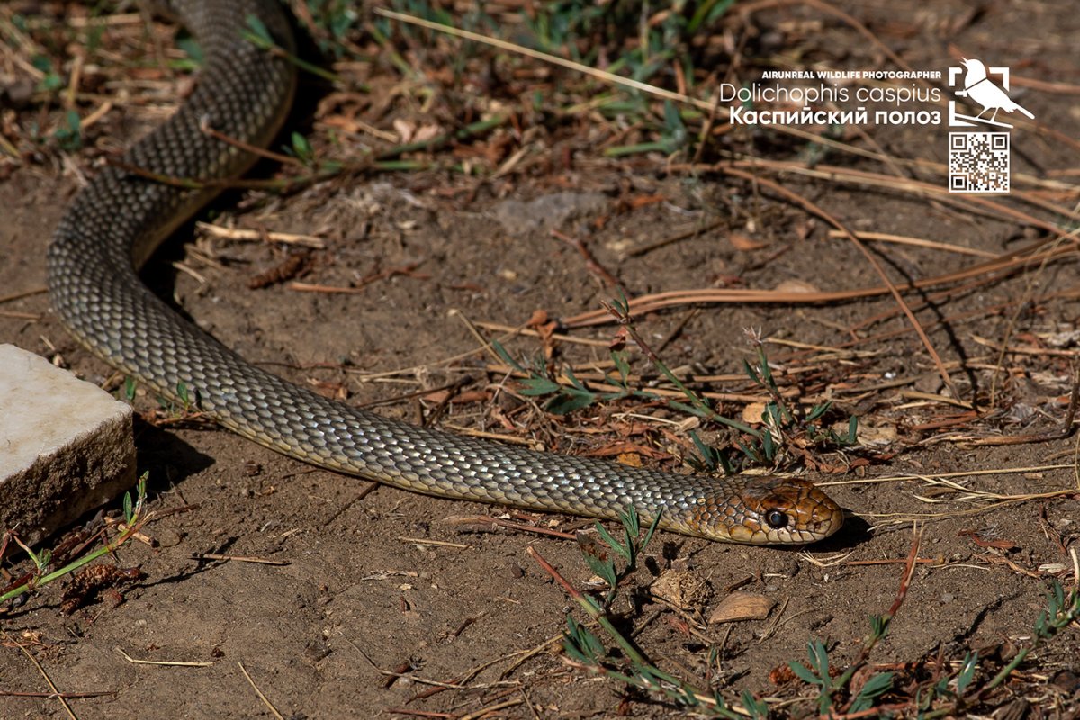 Желтобрюхий Каспийский полоз