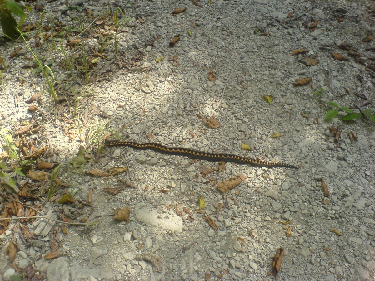 Желтобрюх Краснодарский край