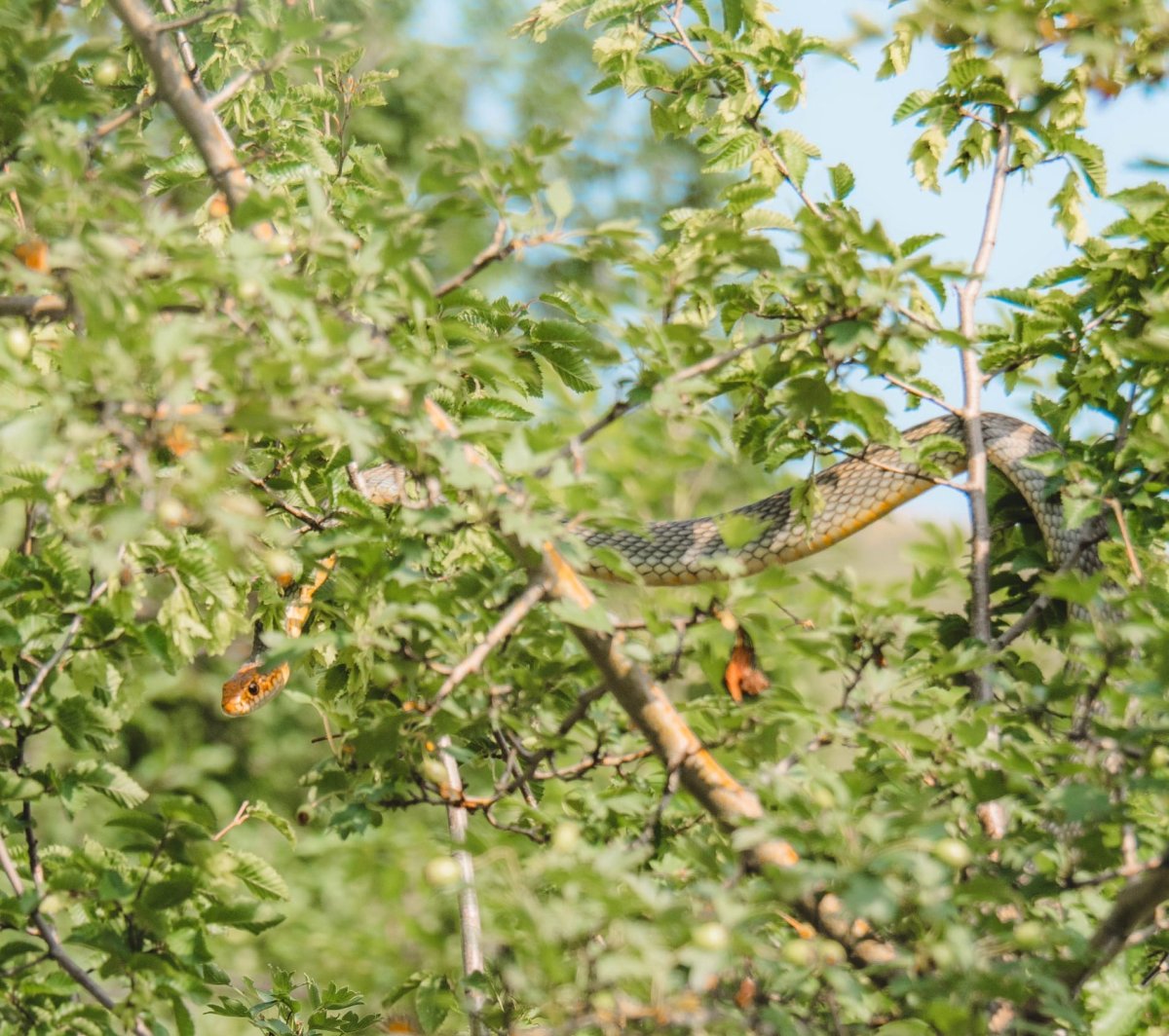 Желтобрюх змея в Краснодарском крае