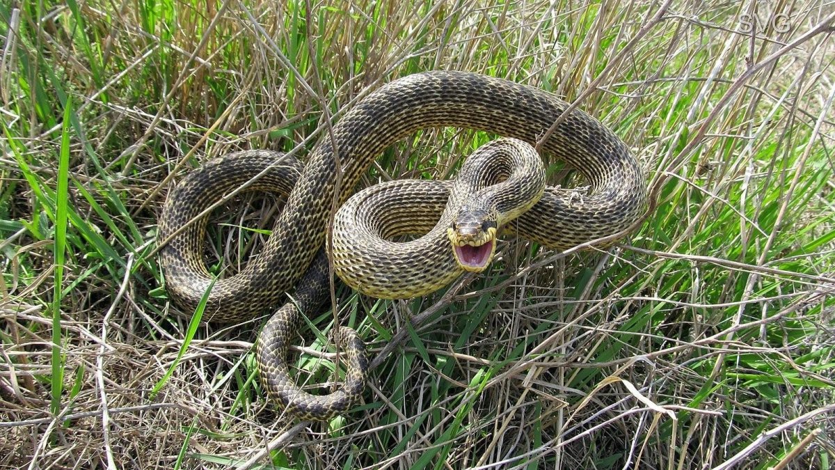 Желтобрюхий Каспийский полоз