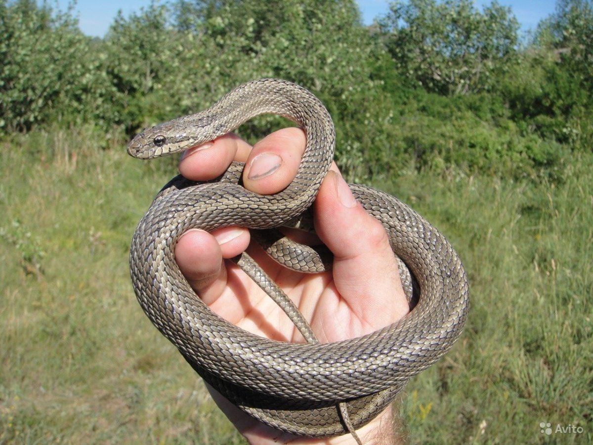 Полоз змея желтобрюхий