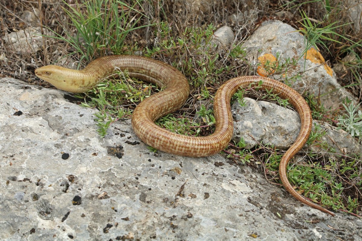 Безногая ящерица желтопузик
