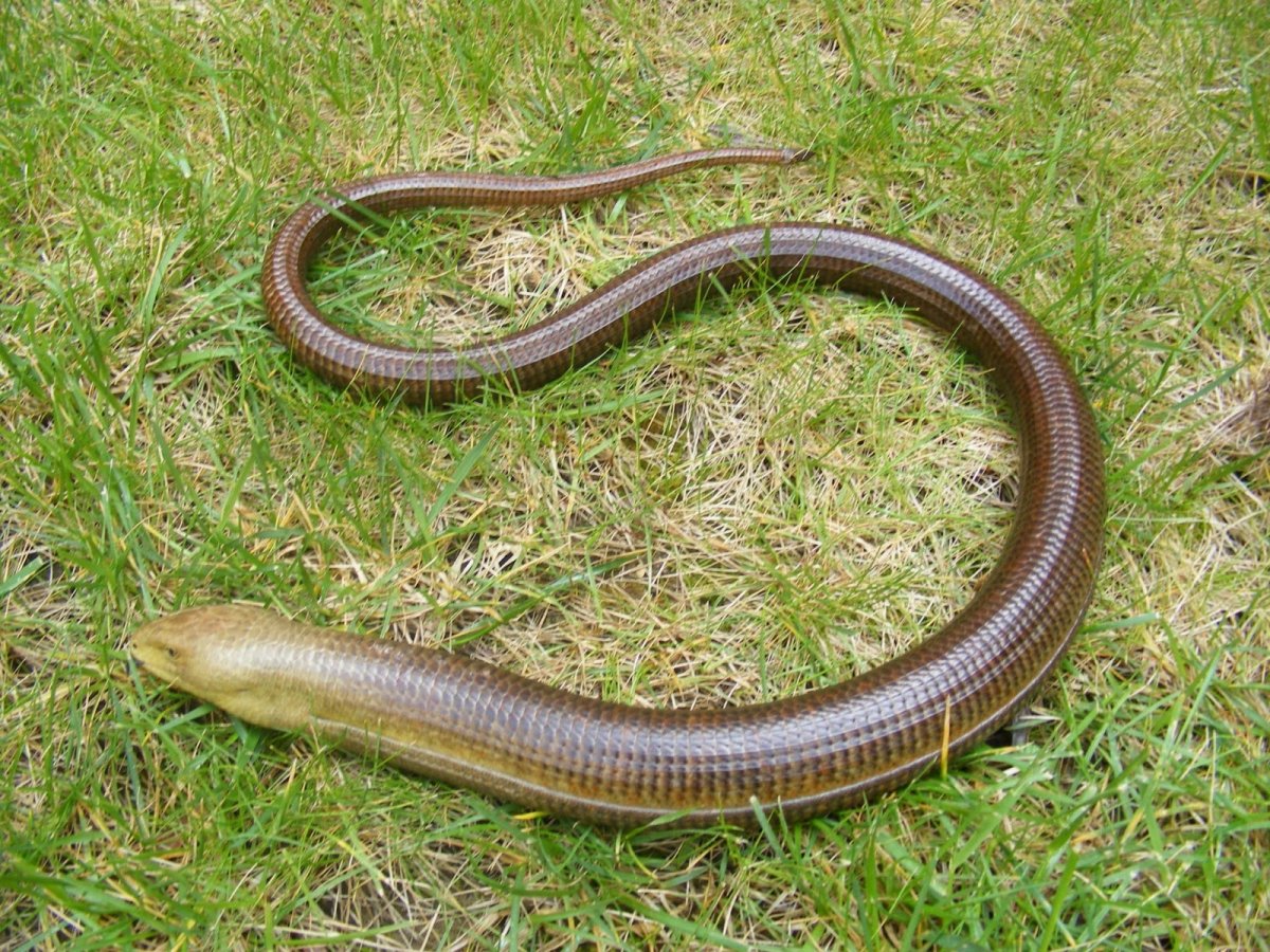 Безногая ящерица веретеница