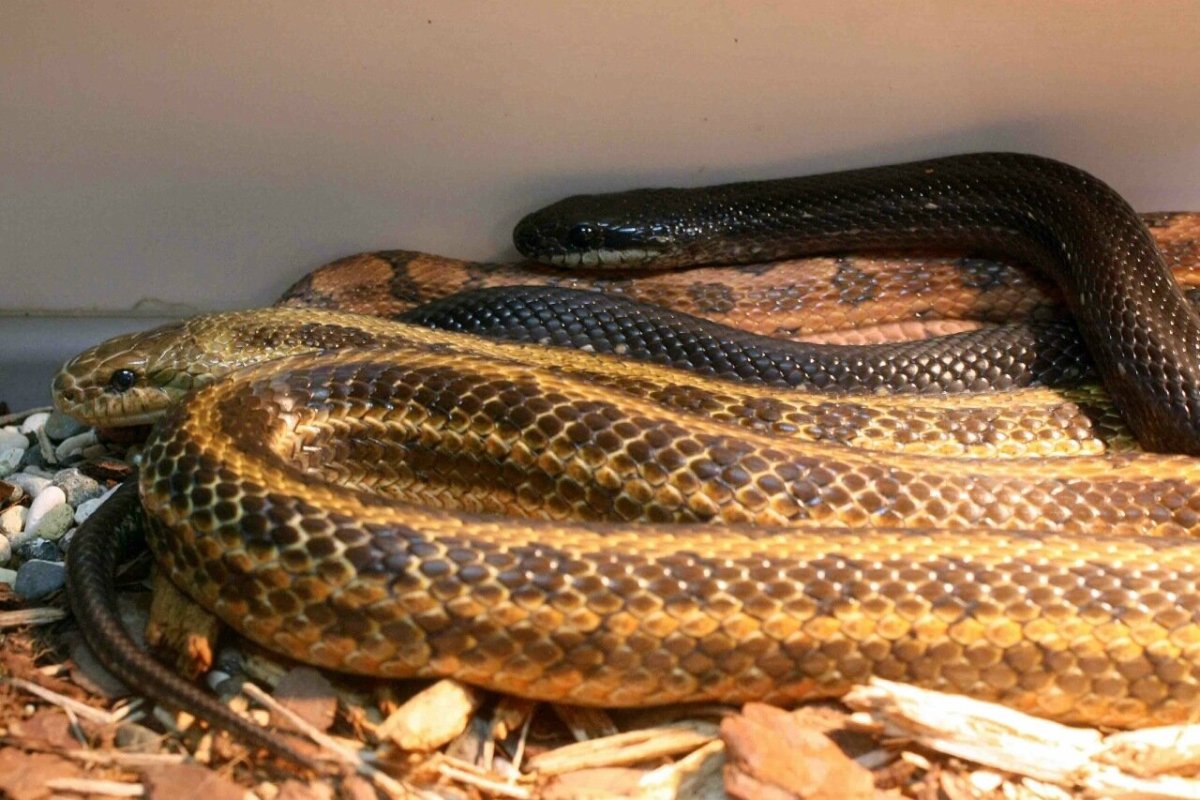 Желтомордый полоз