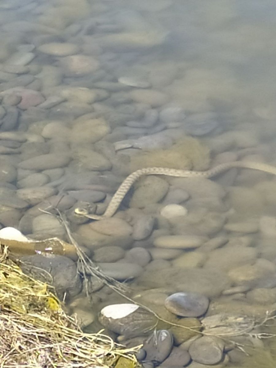 Змеи Приморского края