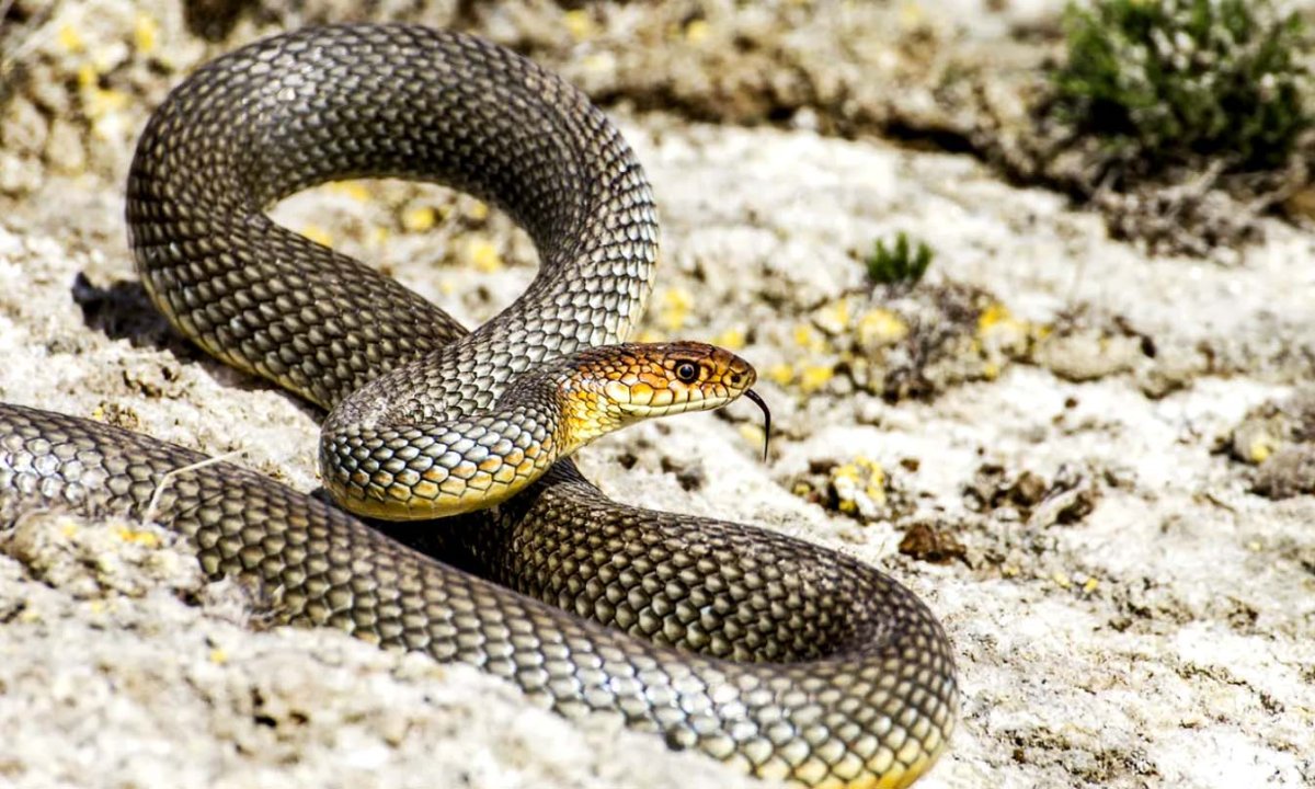 Желтобрюхий полоз (Dolichophis caspius)