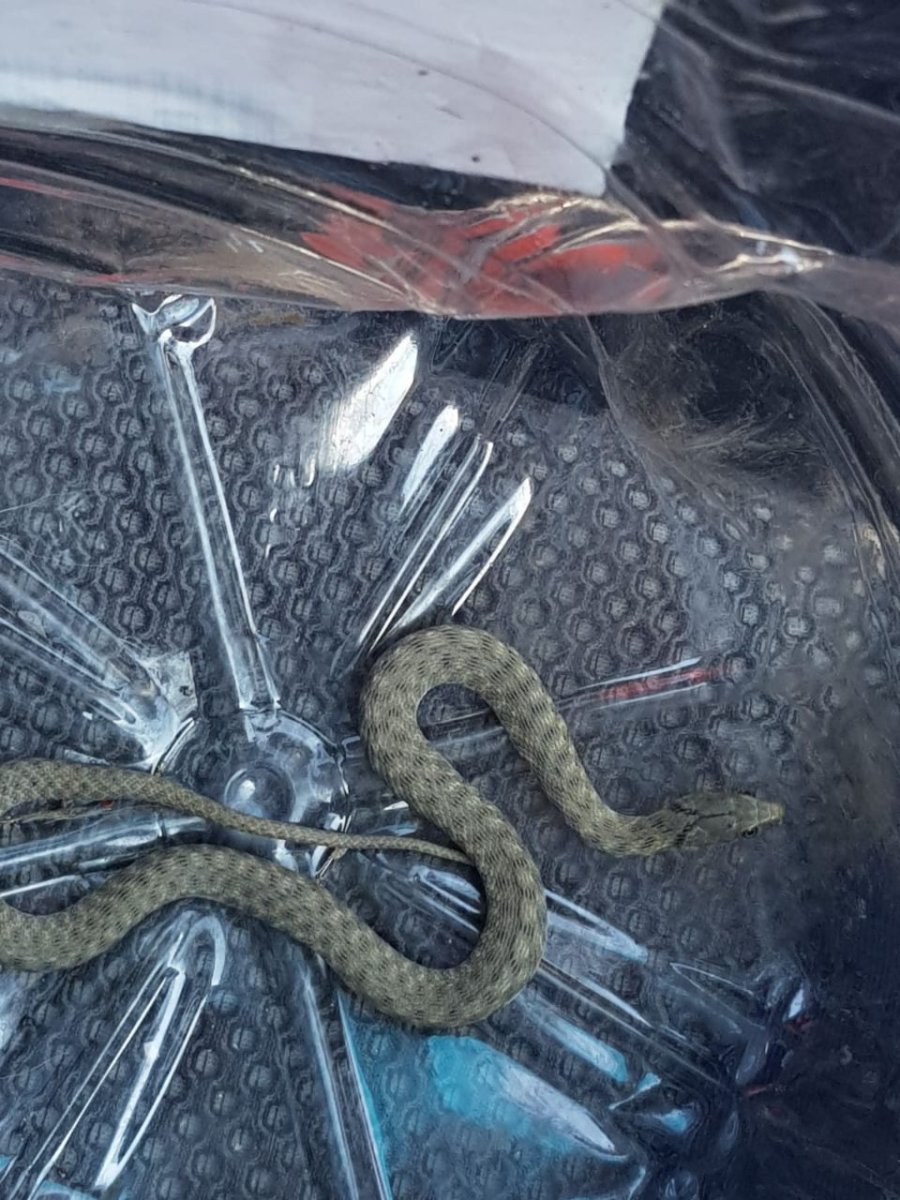 Змеи Ставропольского края