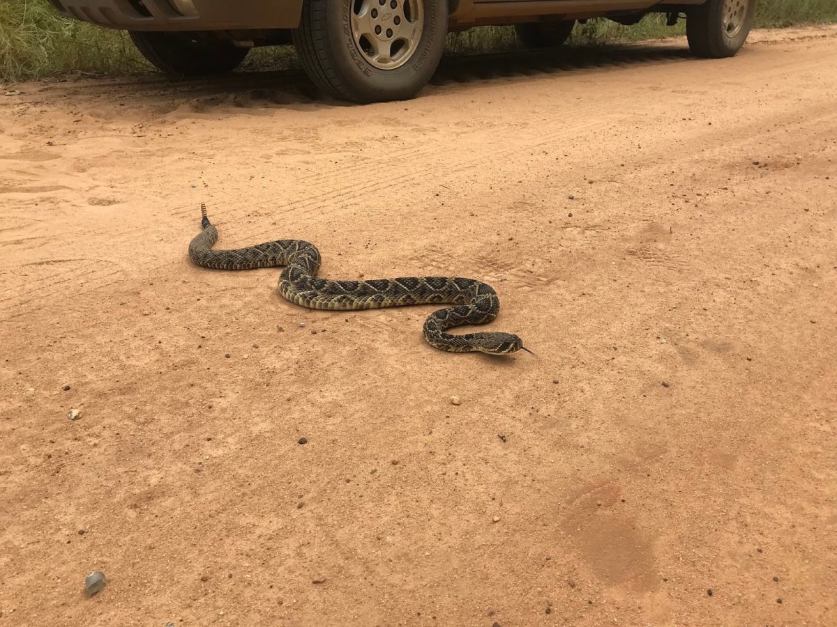 Змея желтобрюх в Ростовской области