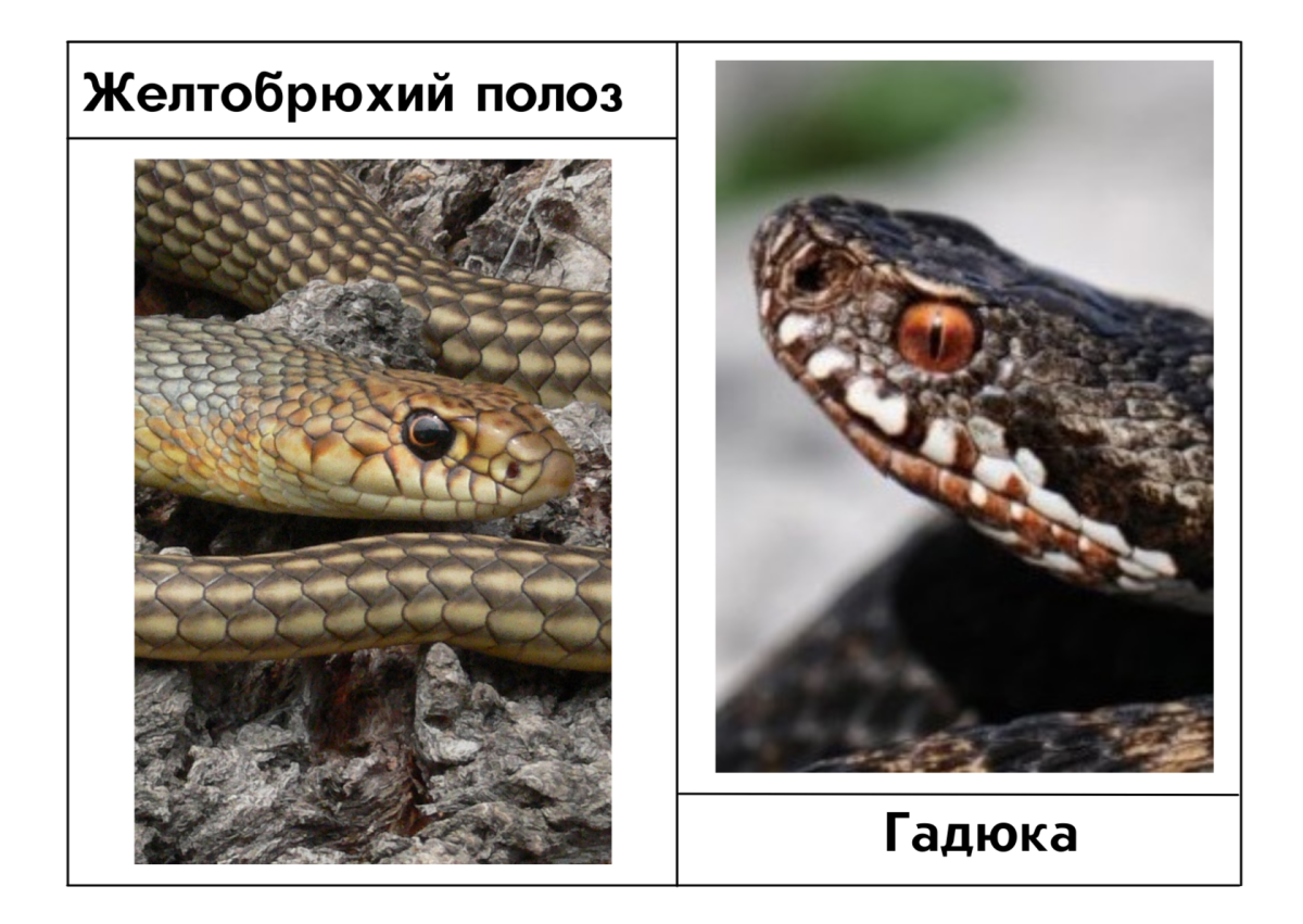 Желтобрюхий полоз зубы