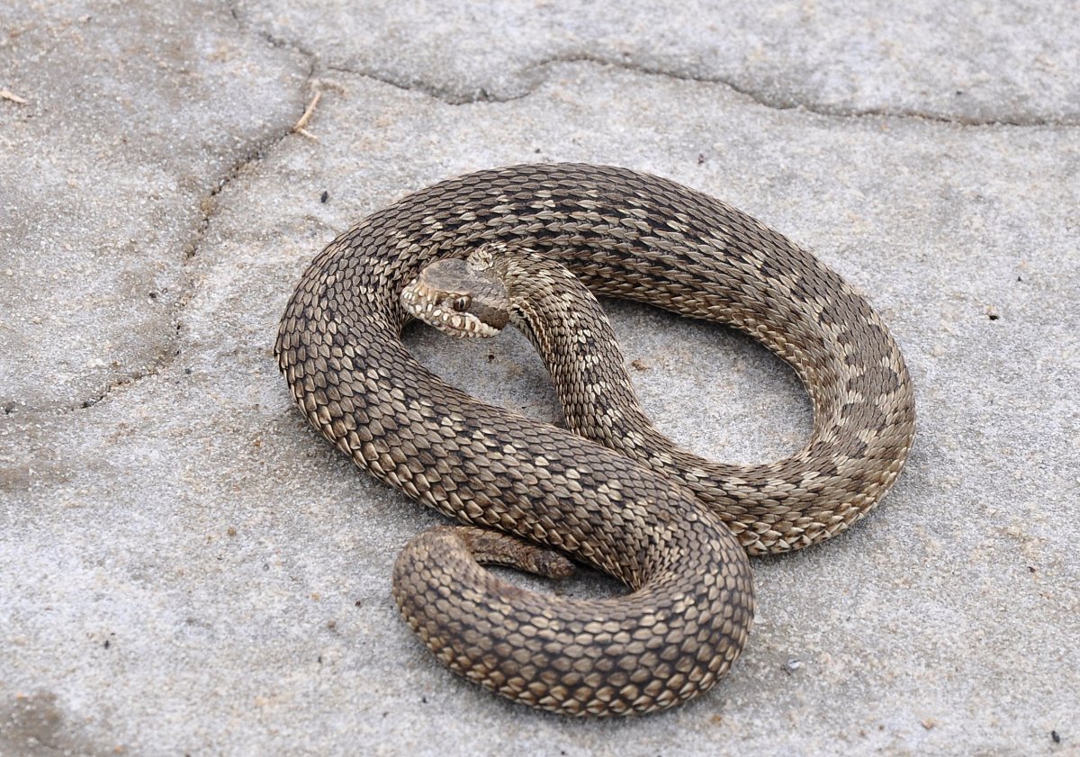 Степная гадюка Ростовской области
