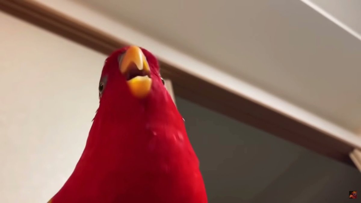 Красный попугай смеётся