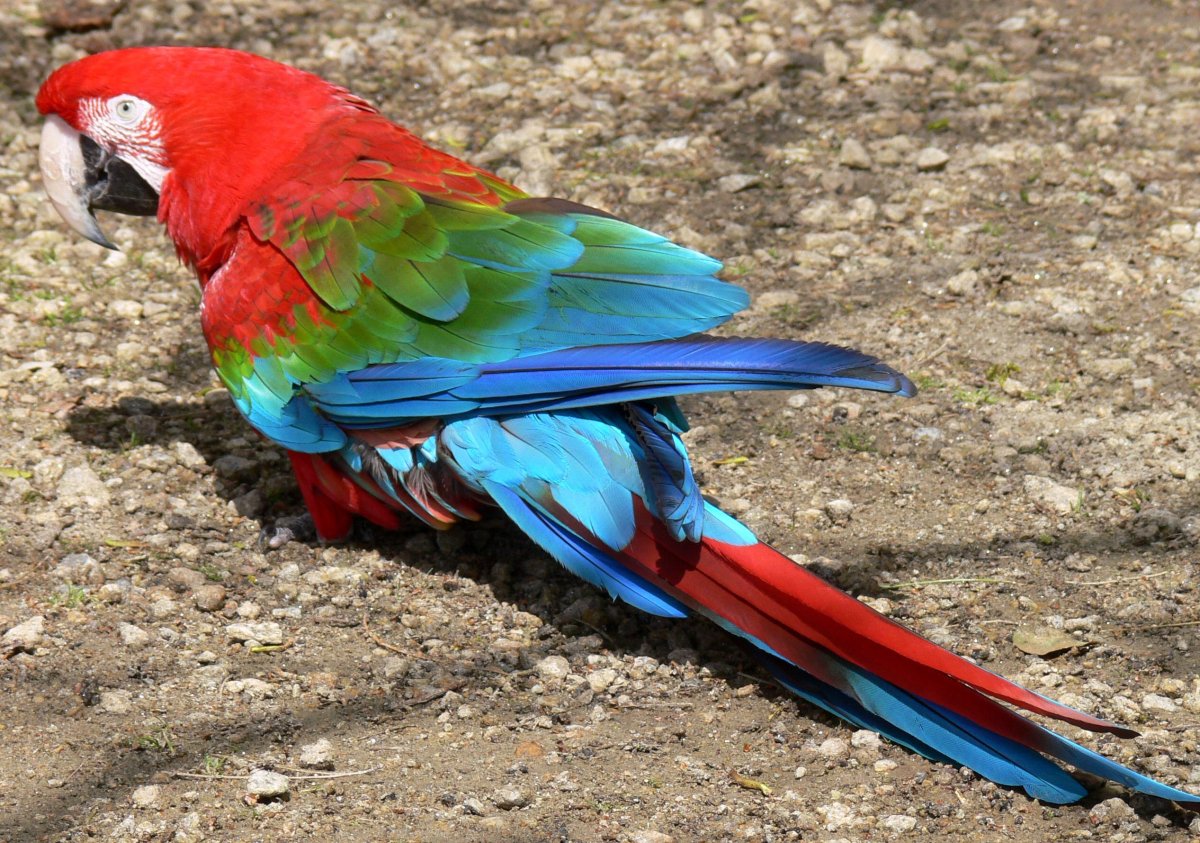 Зеленокрылый и красный ара