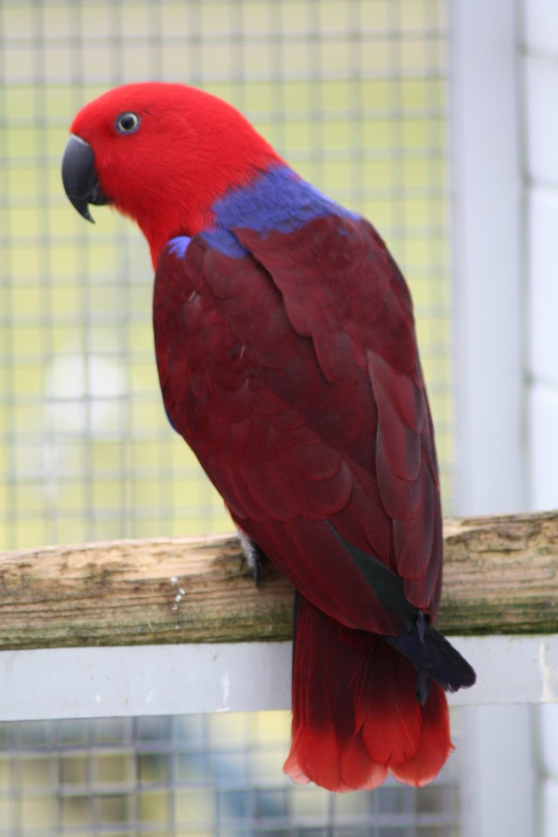 Эклектус попугай