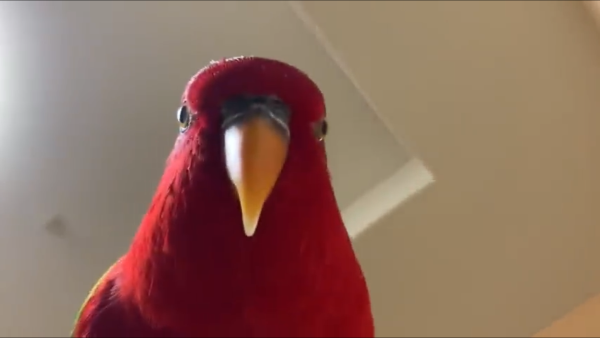 Красный попугай wuewuewue