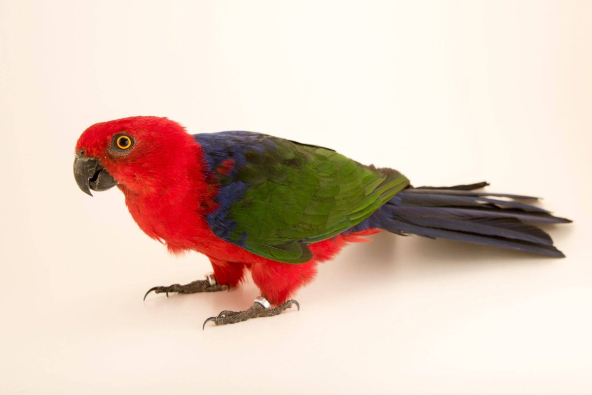 Амбоинский Королевский попугай