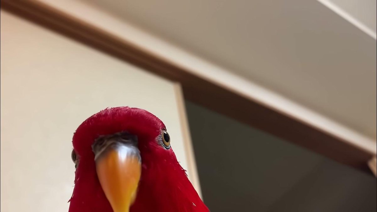 Попугай смеется