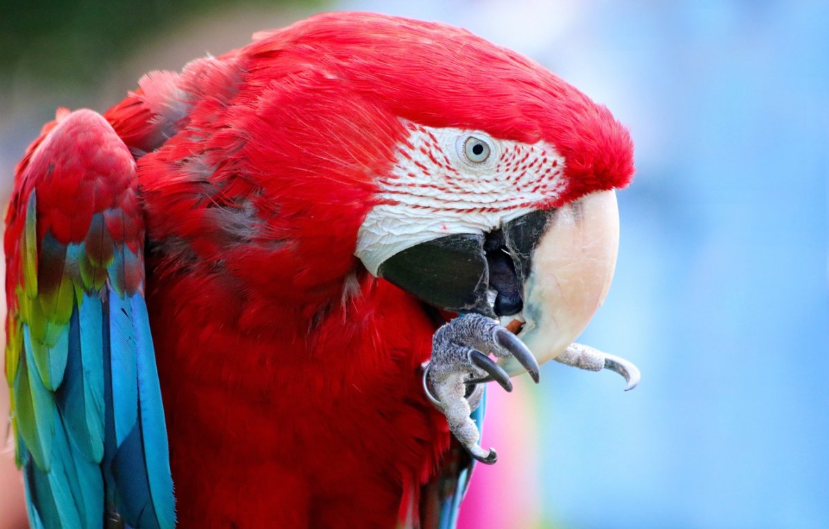 Ядовитый попугай