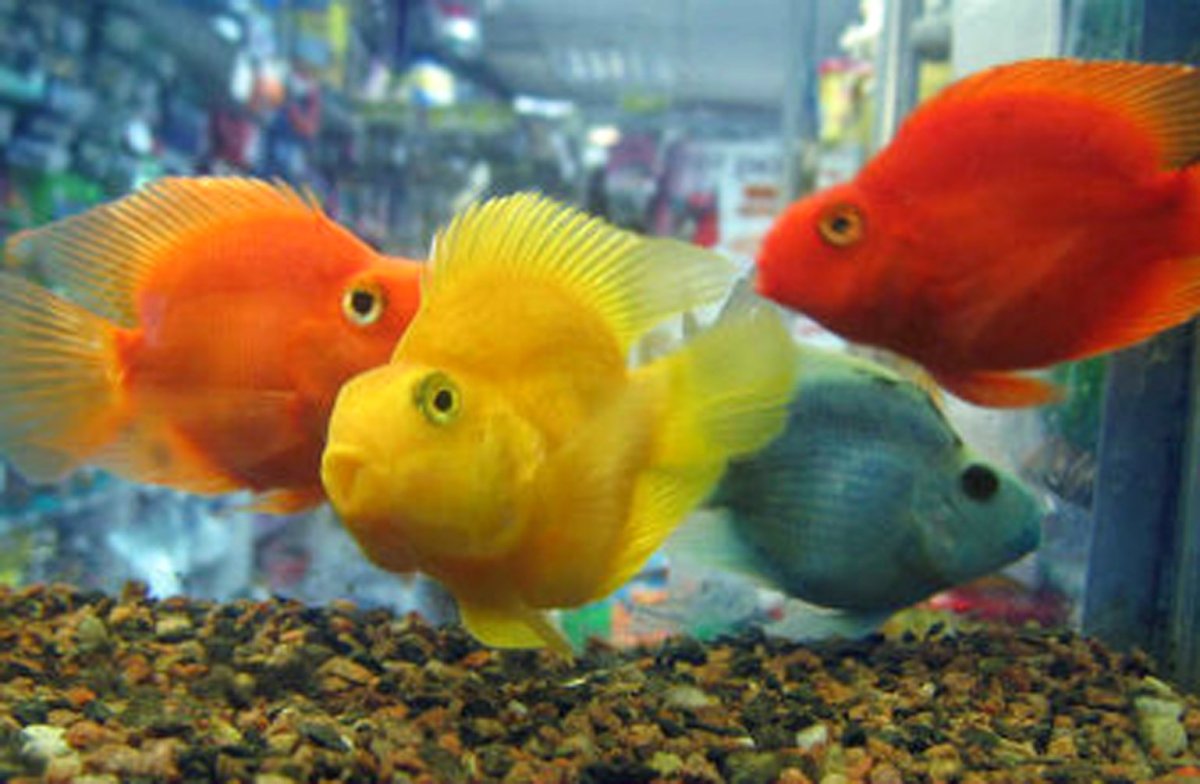 Попугай трехгибридный красный