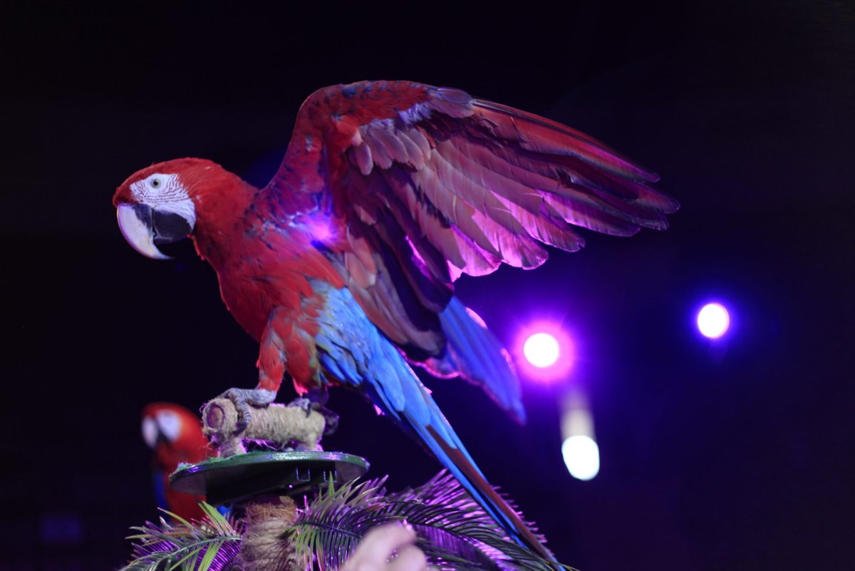 Карнавал попугай