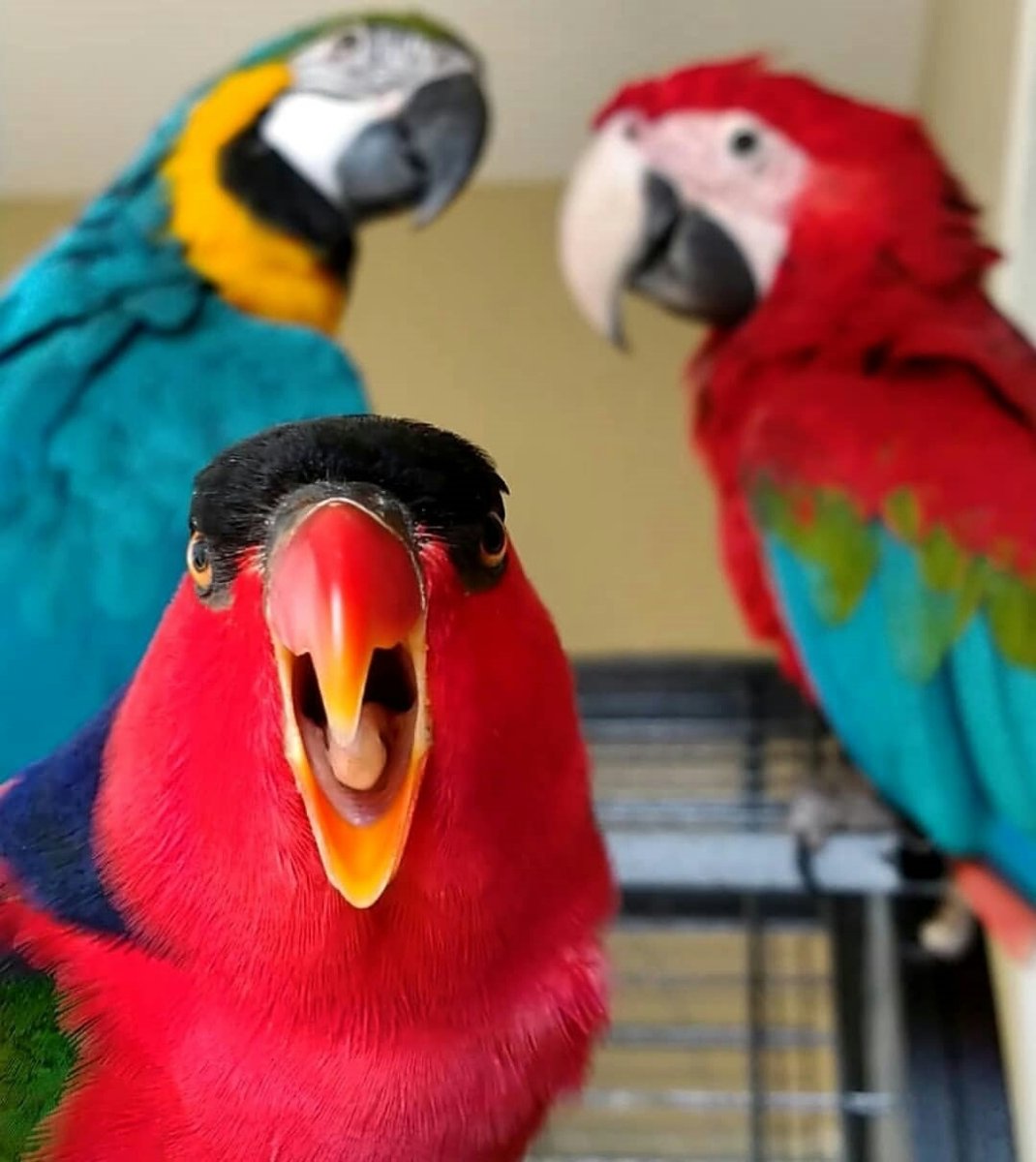 Попугай монах оранжевый