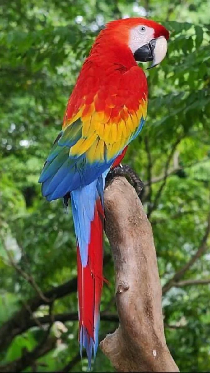 Ара попугай Джейден