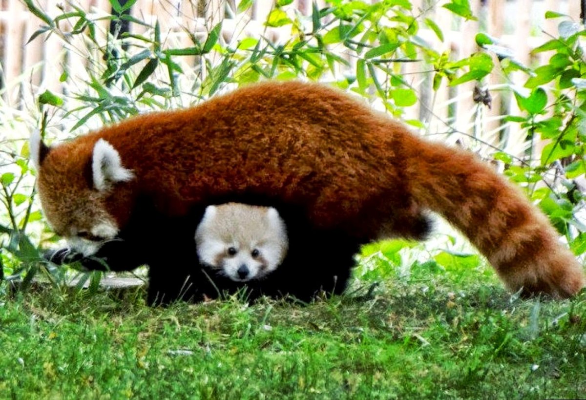 Малая панда чем питается. Малая (красная, рыжая, енотовидная) Панда. Карликовая красная Панда. Китайская карликовая Панда. Карликовая рыжая Панда.