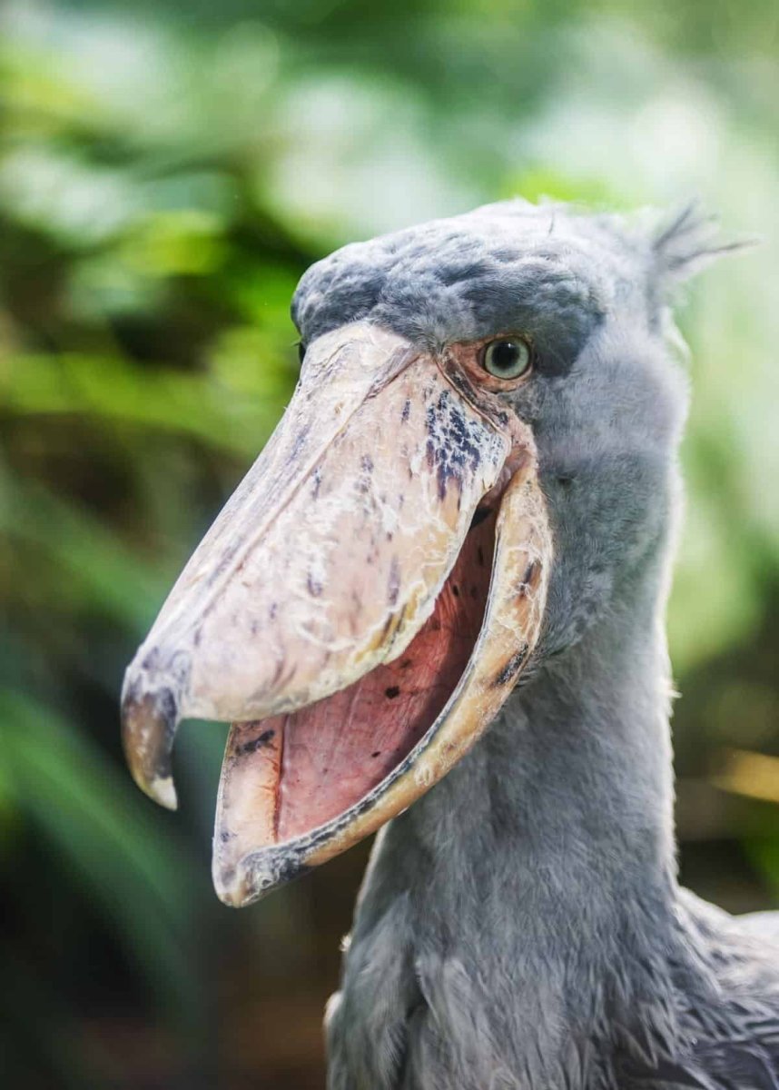 Клюв китоглава