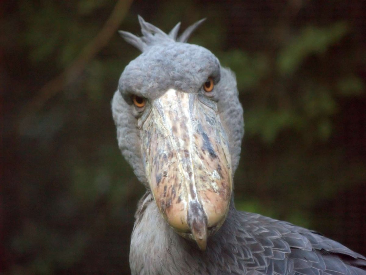Shoebill Bird stare