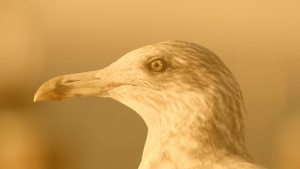 Птица с изогнутым клювом похожа на чайку