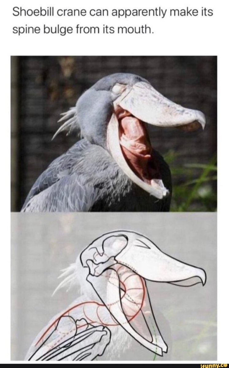 Смешной птиц с руками