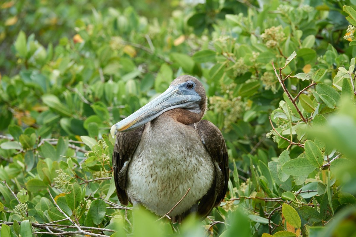 Пеликан на дереве
