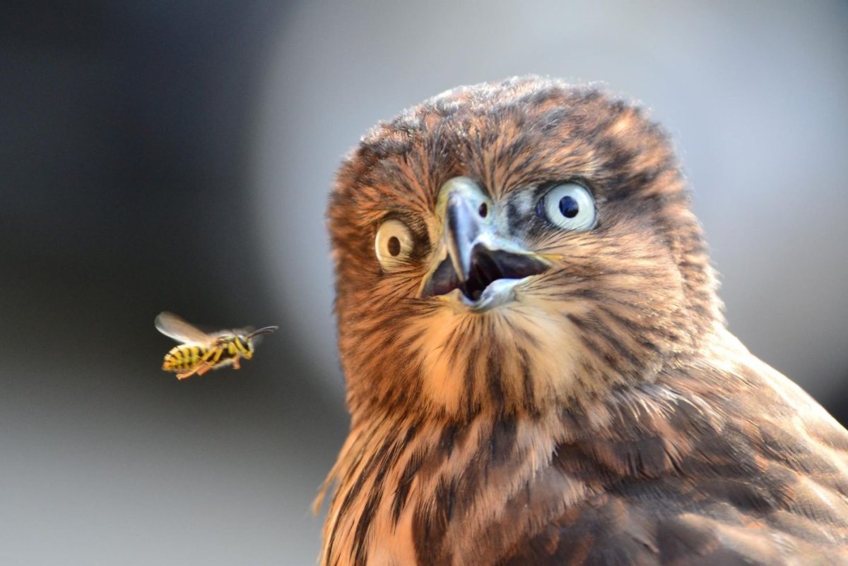 Сокол смешной