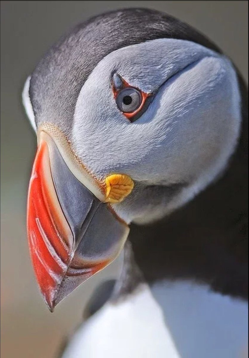 Atlantic Puffin птица