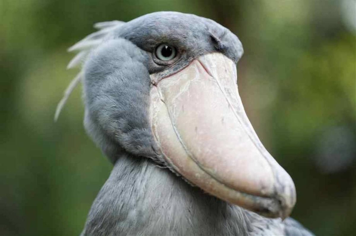 Аист китоглав