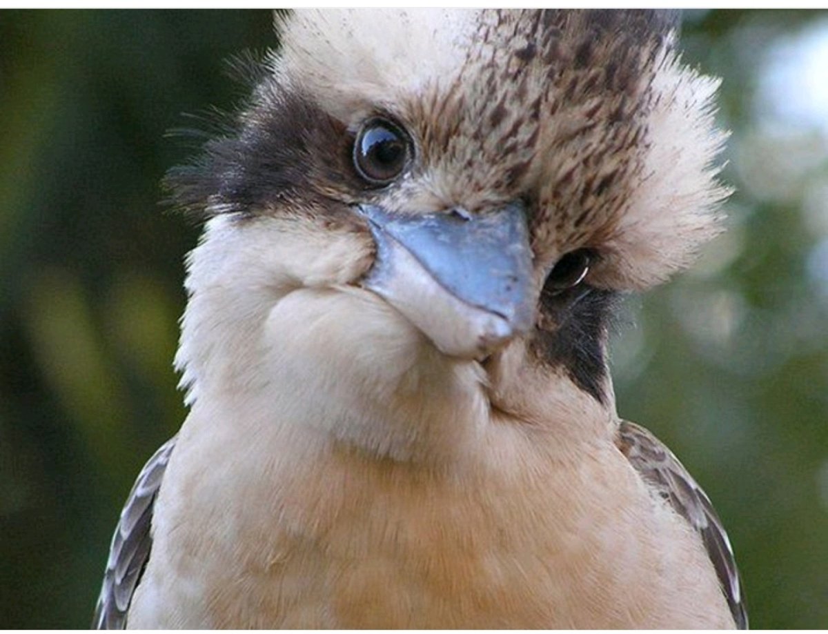 Птица Австралии Кукабарра