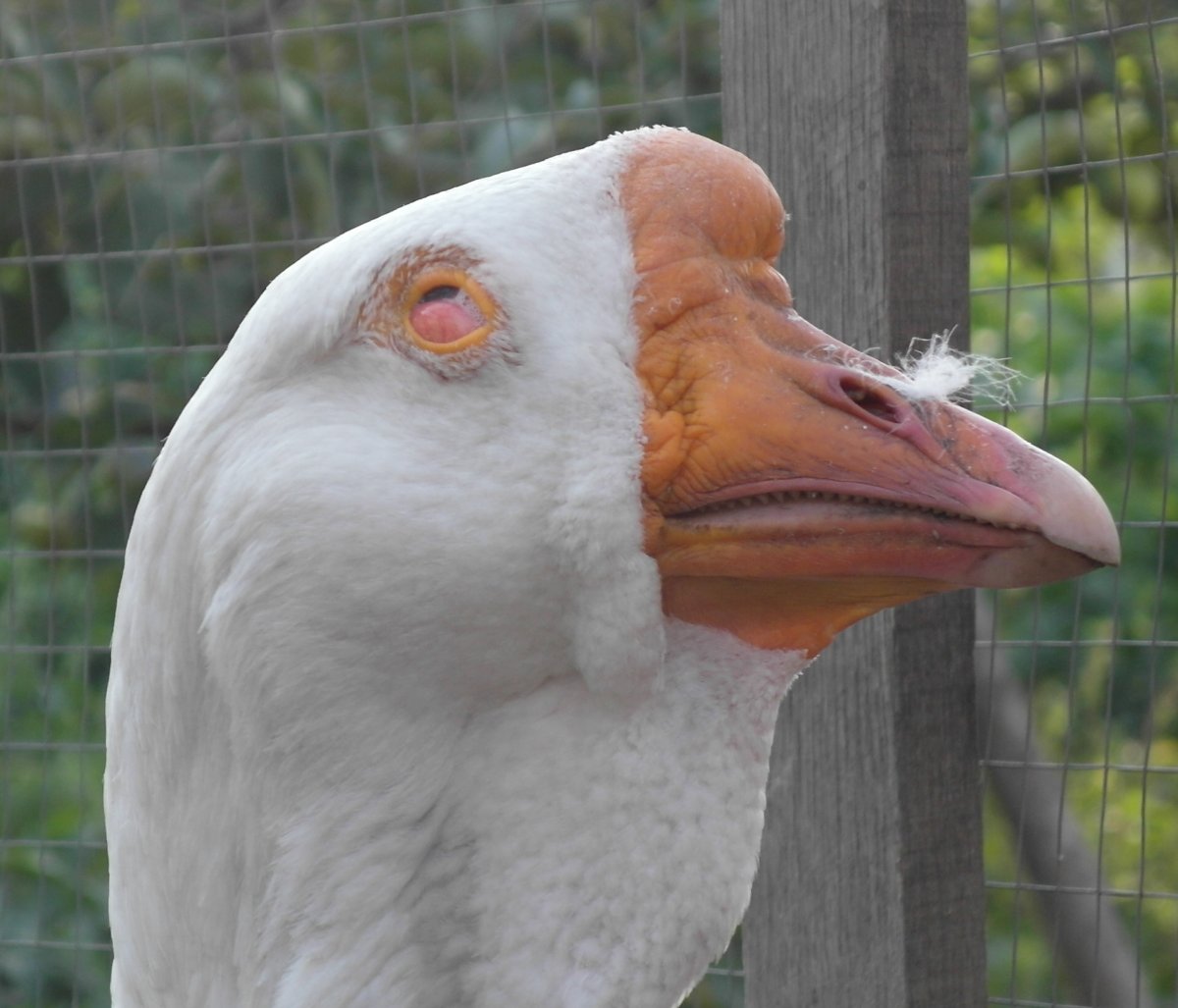 Старый Гусь