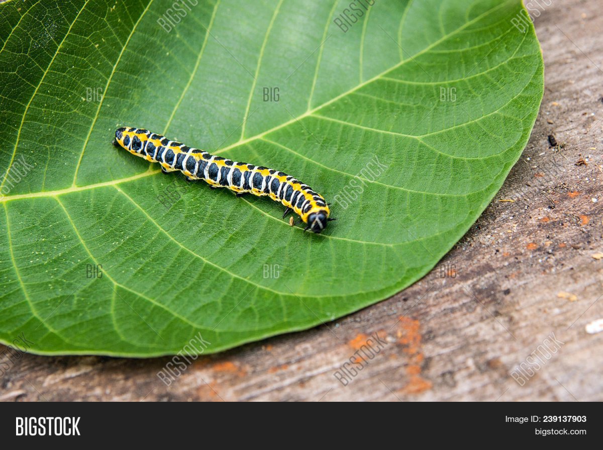 Черная гусеница с желтыми полосками