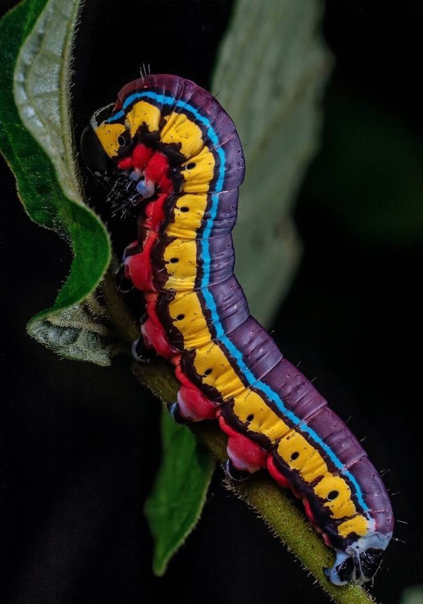 Caterpillar гусеница Caterpillar гусеница