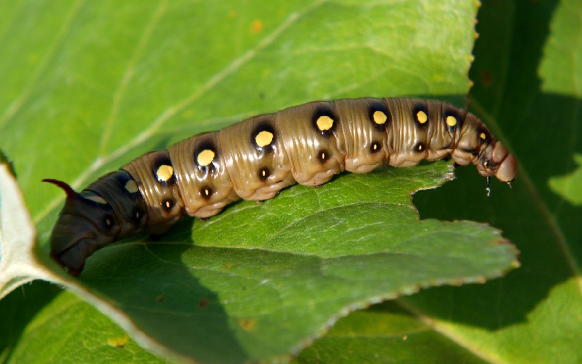 Бражник гусеница мохнатая